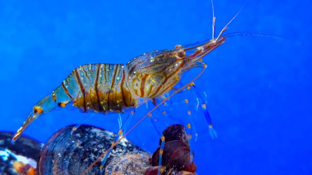 istock Rockpool shrimp (Palaemon elegans), crustacean underwater 1991211114