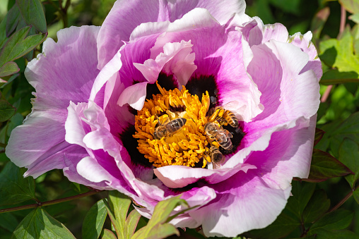 Honey bees collect nectar and pollen in the red flowers of a garden peony