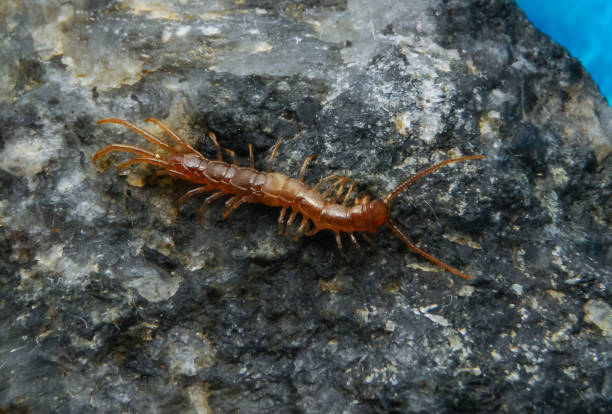 istock Brown centipedes - Lithobius variegatus, centipede from the Odessa catacombs 1991213275