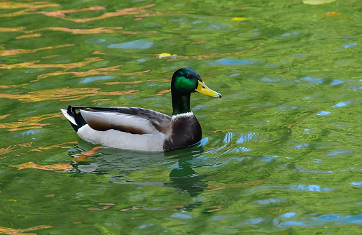The male mallard or wild duck (Anas platyrhynchos) swims in green water