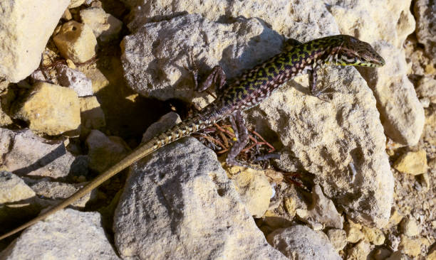 istock The filfola lizard or Maltese wall lizard (Podarcis filfolensis), Gozo, Malta 1991213818