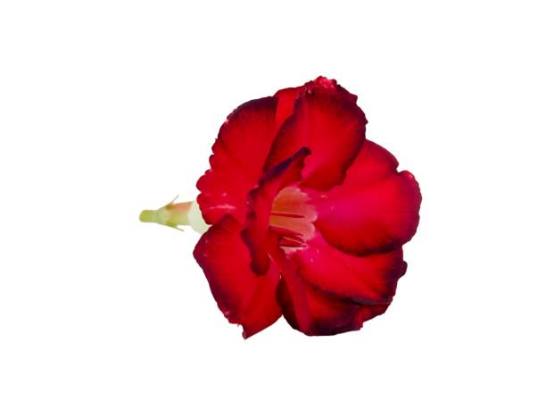 istock Red Adenium | Desert Rose | White background | Flower 1991215489