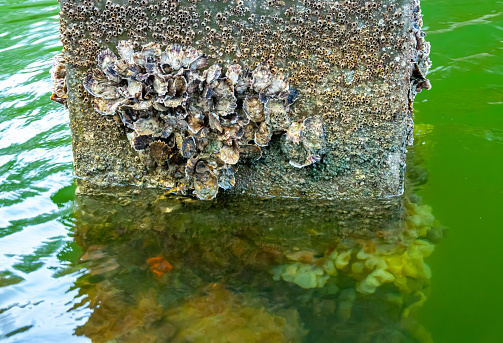 Wild oysters on rocks and piers near the shore in the Gulf of Mexico, Florida