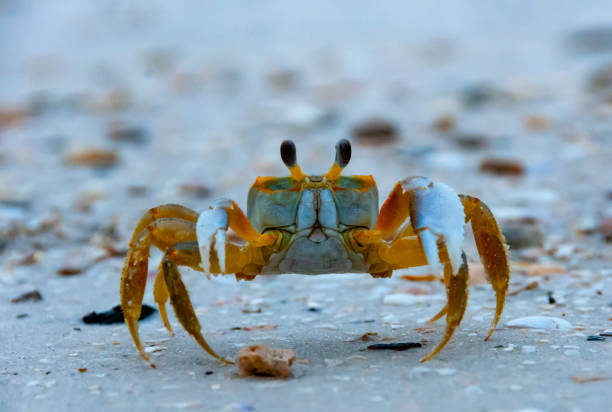 istock Atlantic ghost crab (Ocypode quadrata) at the ocean beach, Florida USA 1991216033