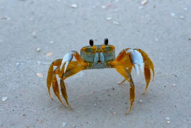 istock Atlantic ghost crab (Ocypode quadrata) at the ocean beach, Florida USA 1991216037