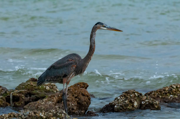 istock Blue Heron (Egretta caerulea) in a central Florida pond. Florida 1991216039