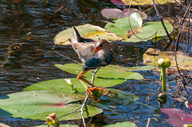 Colorful bird known as a Purple Gallinule (Porphyrio martinicus) foraging in a marsh