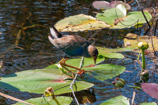 Colorful bird known as a Purple Gallinule (Porphyrio martinicus) foraging in a marsh