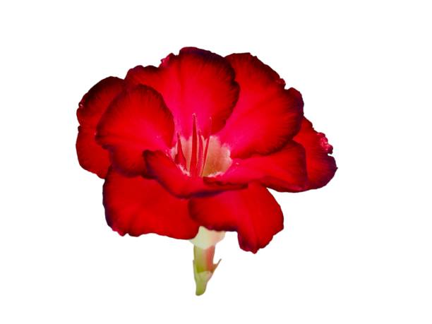 istock Red Adenium | Desert Rose | White background | Flower 1991216574