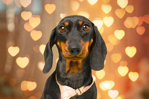 Portrait of naive dachshund dog in tie against background of hearts of flickering lights, romantic atmosphere Love at first sight, embarrassed pet looks devotedly with loving gaze, date Valentine Day