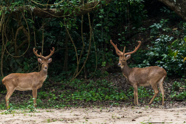 istock Eld's deer standing on a grassland in a Thai forest. 1991235594