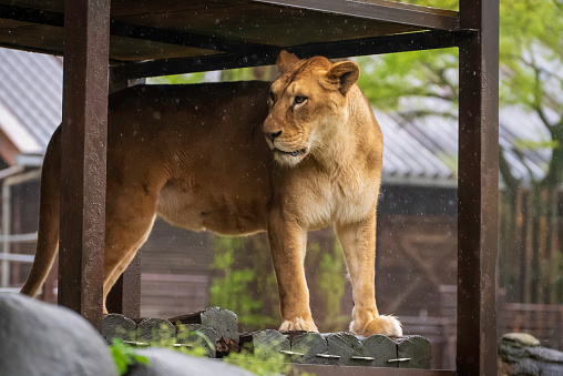 lion taking shelter from the rain