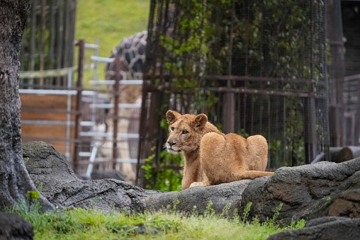 Lion family with lion cub, male and female