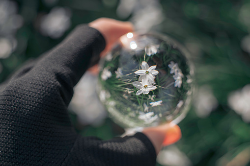 white flowers reflected in a crystal ball