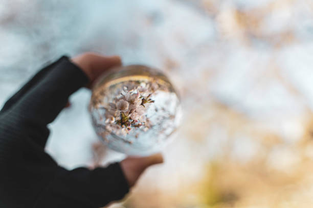 Cherry blossoms in full bloom reflected in a crystal ball