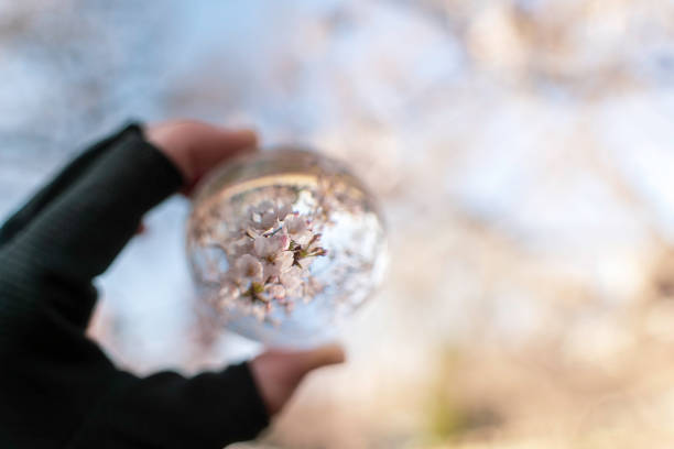 Cherry blossoms in full bloom reflected in a crystal ball