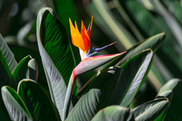 istock Bird of paradise flower 1991256075