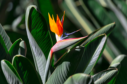 Bird of Paradise flower with distinctive shape and brilliant colours of its thick, fleshy bracts.