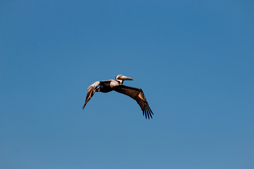 A single Brown Pelican (Pelecanus occidentalis) is flying high with a clear blue sky backdrop. The wings are spread as the bird soars high above the city of Miami Florida.