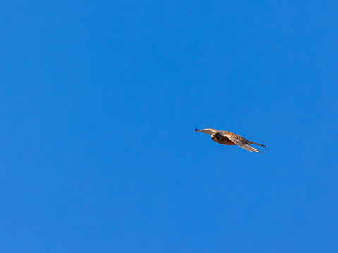 Wild common kestrel (Falco tinnunculus canariensis) in flight