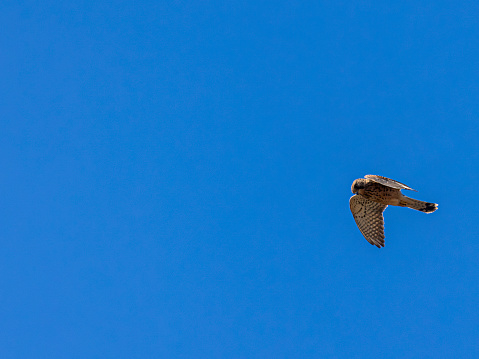 Wild common kestrel (Falco tinnunculus canariensis) in flight