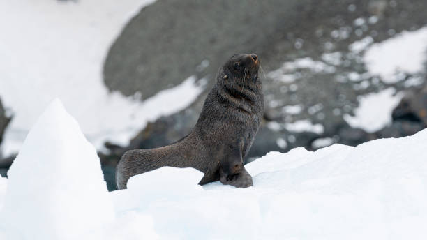 istock A fur seal poses on snow. Antarctic Peninsula. 1991283321