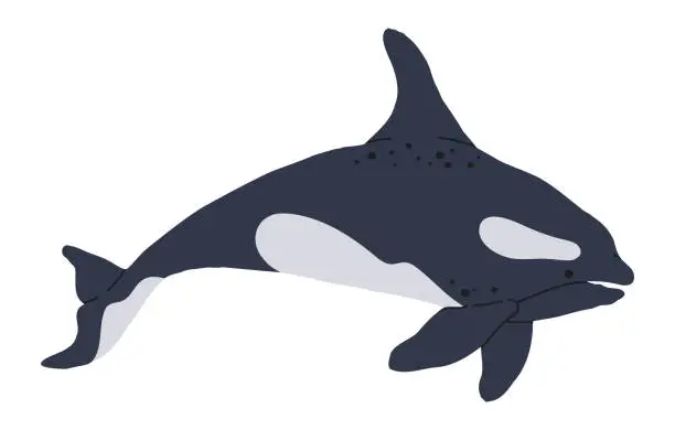 Vector illustration of Hand drawn orca. Wild sea killer whale, underwater mammal animal, cute orca swim in ocean flat vector illustration. Aquatic killer whale on white