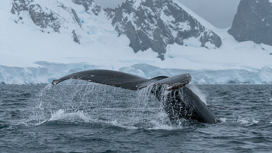 Humpback whale tail, showing on the dive, Antarctic Peninsula. High quality photo