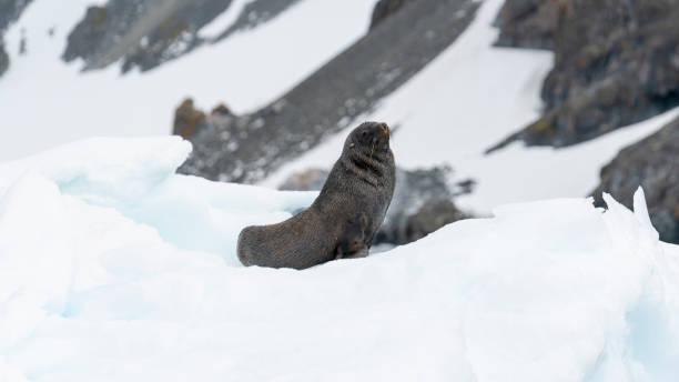 istock A fur seal poses on snow. Antarctic Peninsula. 1991290049