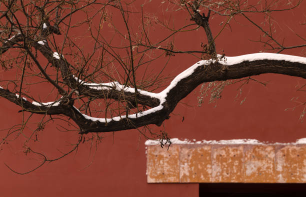 Bare tree against red wall with snow. Forbidden City, Beijing, China