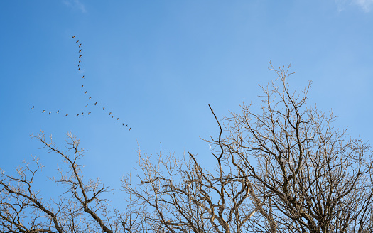 Canadian geese flying South for the winter over a 100 year old tree. The moon can be seen during the day through the branches.