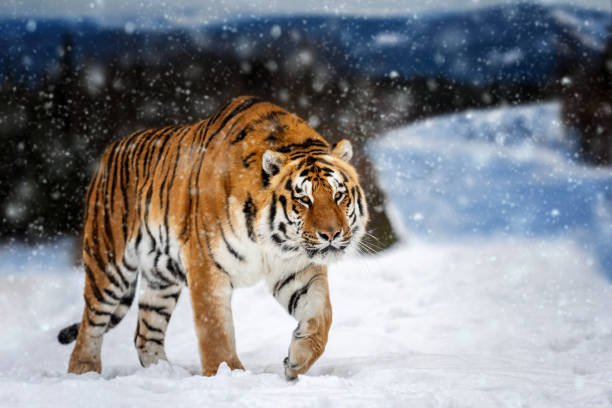 istock Tiger in the winter mountain.  Wild predators in natural environment 1991333392