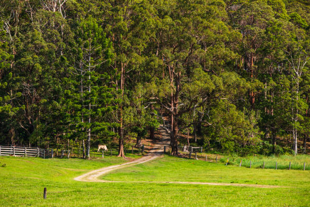 Full frame symmetrical texture of Australian paperbark trees