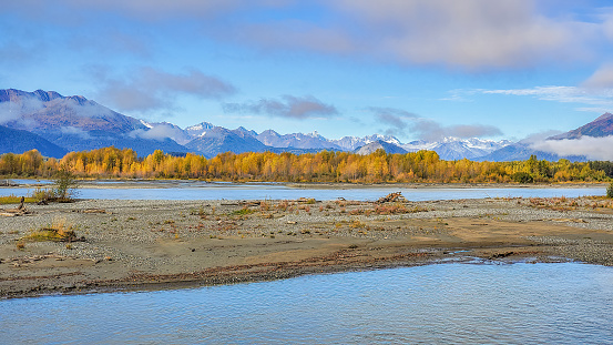Autumn gold view across the Chilkat River near Haines Alaska in northwest USA of North America.