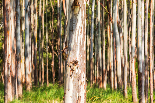 Full frame symmetrical texture of Australian paperbark trees