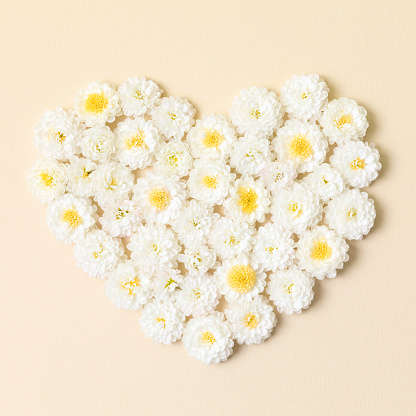 Heart made of white chrysanthemum flowers on beige background. Creative spring idea, stylish trendy greeting card. Natural minimal concept. Flowers heart. Flat lay, top view