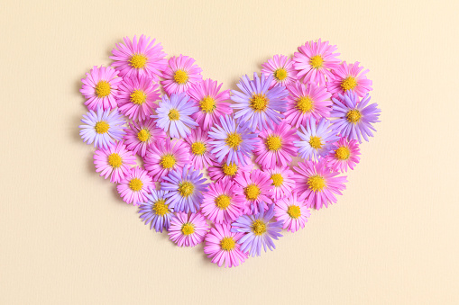 Heart made of pink and purple asters flowers on beige background. Creative spring idea, stylish trendy greeting card. Natural minimal concept. Flowers heart. Flat lay, top view