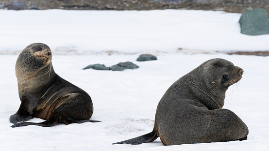 Antarctic fur seals fighting on the beach at Half Moon Island, Antarctica. High quality photo