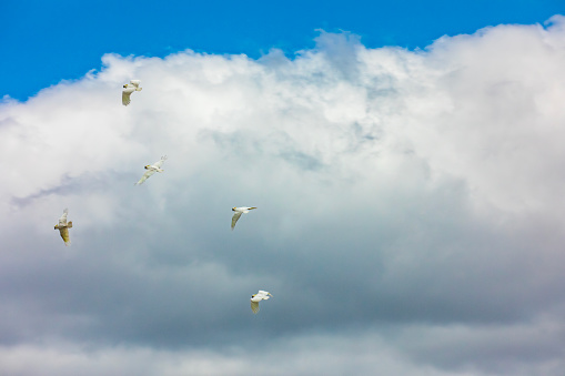 Flock of white cockatoos flying through a cloudy sky with copy space. Photographed in NSW, Australia.