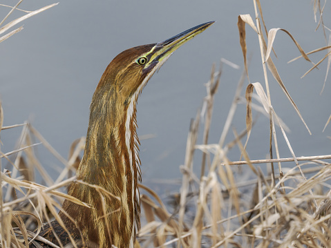 A wetland pond with an American Bittern (Botaurus lentiginosus) hiding in the grass near the shore. Is in the heron family.