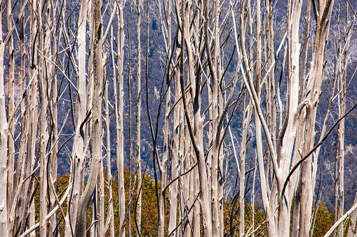 Full frame symmetrical pattern of tall dead trees during the winter season. Photographed in the snowy mountains, Australia.