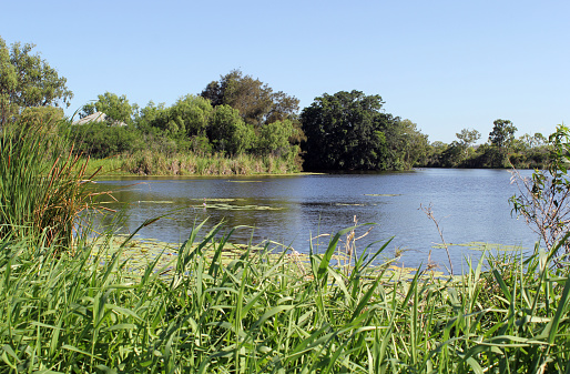Lake Callemondah with water, grass, reeds and trees in Gladstone, Queensland, Australia