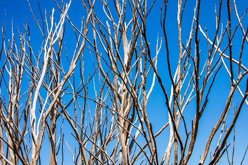 Full frame symmetrical pattern of tall dead trees against blue sky during the winter season. Photographed in the snowy mountains, Australia.