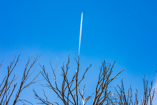 Full frame symmetrical pattern of tall dead trees against blue sky with vapor trail from plane during the winter season. Photographed in the snowy mountains, Australia.