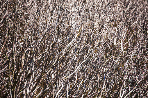 Full frame symmetrical pattern of dead bare forest during the winter season. Photographed in the snowy mountains, Australia.