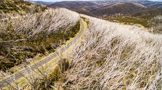 Winding road through mountains with dead bare trees in the winter season. Photographed in the snowy mountains, Australia.