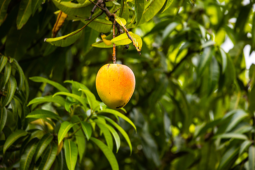 Fresh homegrown large ripe mango hanging from tree. Grown and filmed in central Queensland, Australia.