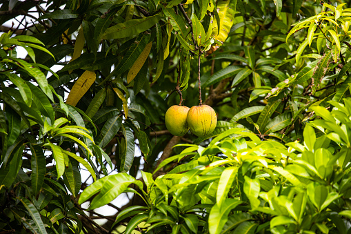 Fresh homegrown large ripe mango hanging from tree. Grown and filmed in central Queensland, Australia.
