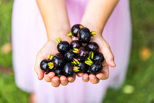 Fixed shot of young person with hands full of fresh picked ripe Grummichama fruit from the tree. Also known as the Brazilian Cherry or tropical cherry. Grown and photographed in central Queensland, Australia.