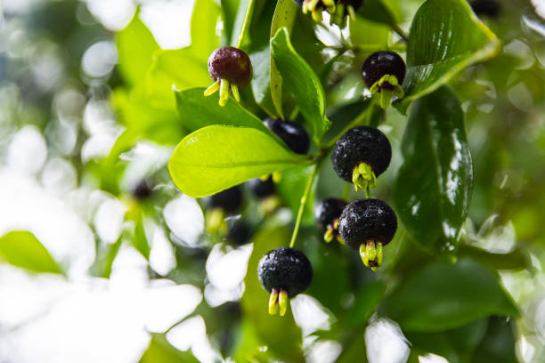 Cluster of fresh Grumichama fruit on the tree, the tropical equivalent of the cherry. Also known as the Brazilian Cherry or tropical cherry. Grown and photographed in central Queensland, Australia.